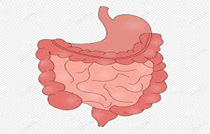 8 Essential Supplements For Digestive Health