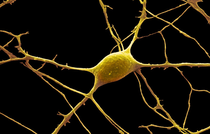 How Yoga Can Improve Cognitive And Nerve Functions