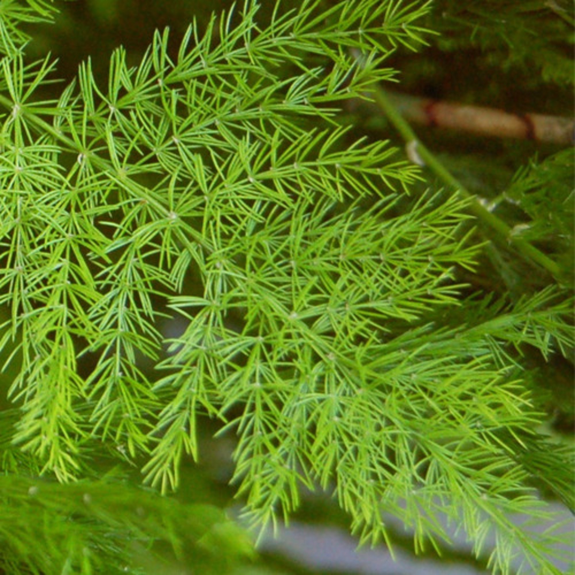 21 Proven Health Benefits Of Shatavari