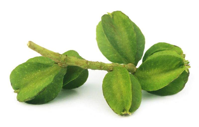 Top 6 Benefits of Arjuna Extract Supplement
