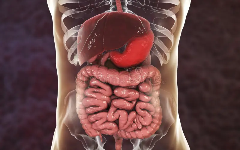 Why is the digestive system important?